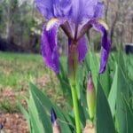 first iris ecp spr 20112