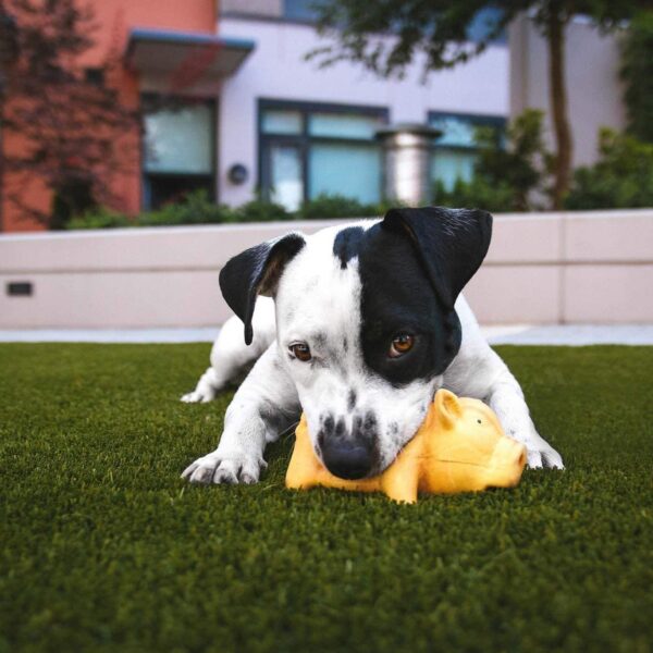 What You Should Know Before Adopting Your First Pet