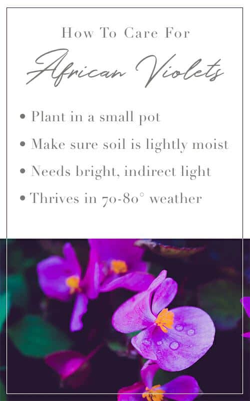 Emerson Creek Violet Graphic