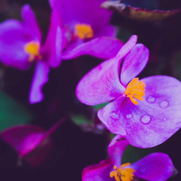Want a Lead-Safe Flower Pot? Meet The African Violet Pot