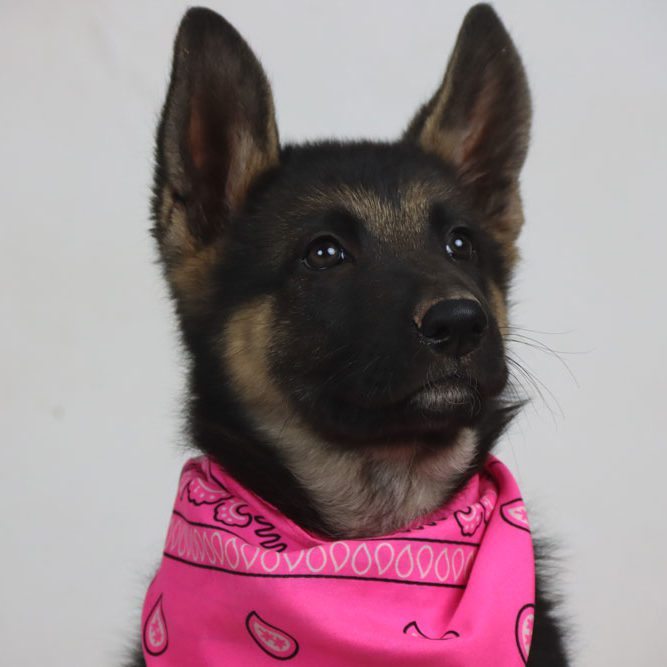 Shyla the Puppy wearing a scarf
