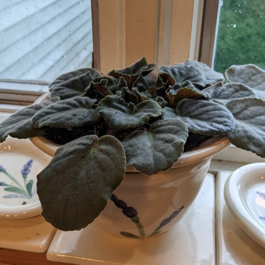 African violet that is not flowering