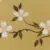 Dogwood
