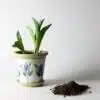 Field of Iris Flower Pot Dirt