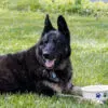 German Shepherd with Classic Pet Bowl
