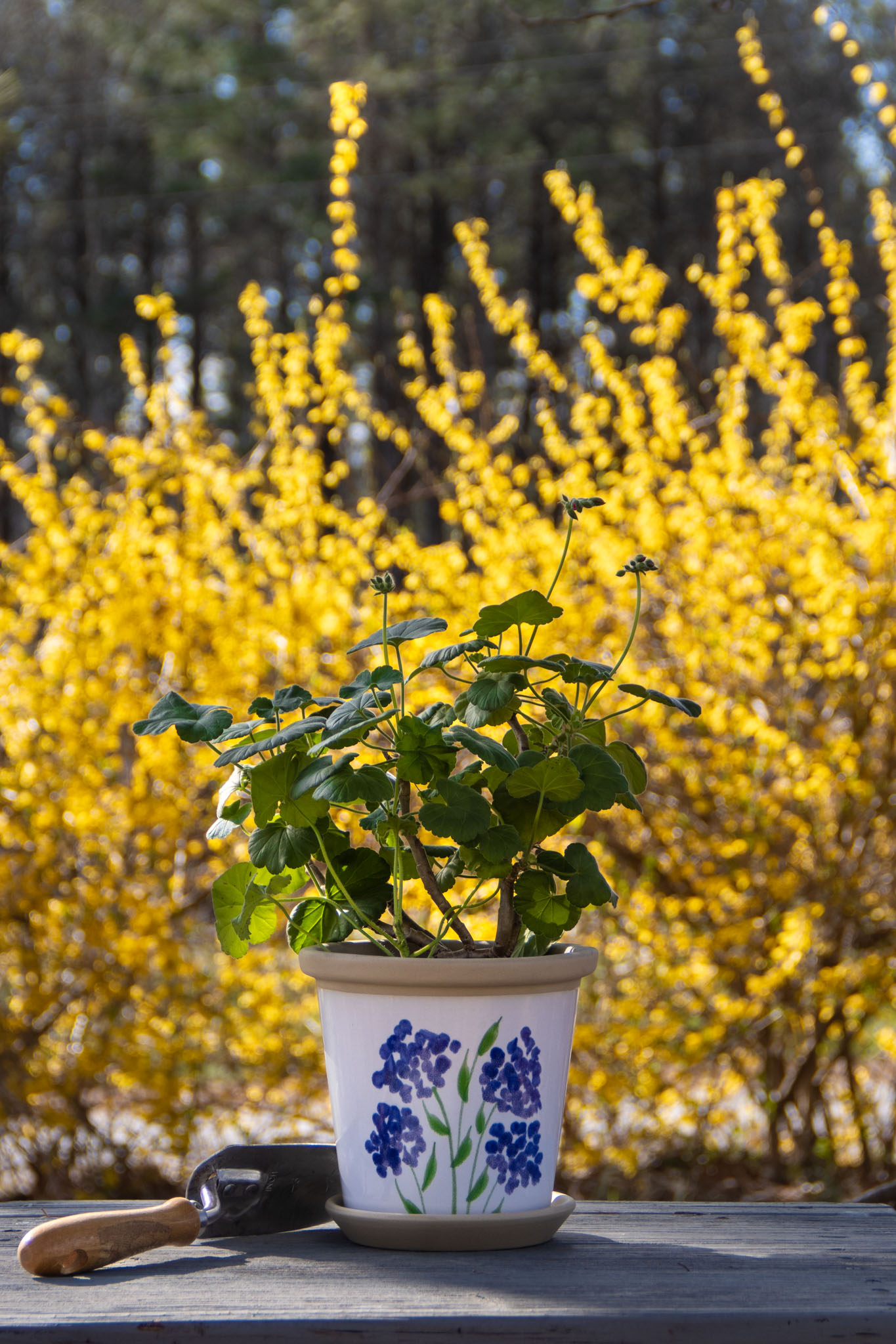 Hydrangea Flower Pot flower background and plant in pot.