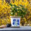 Hydrangea Flower Pot and trowel with flower background and plant in pot.