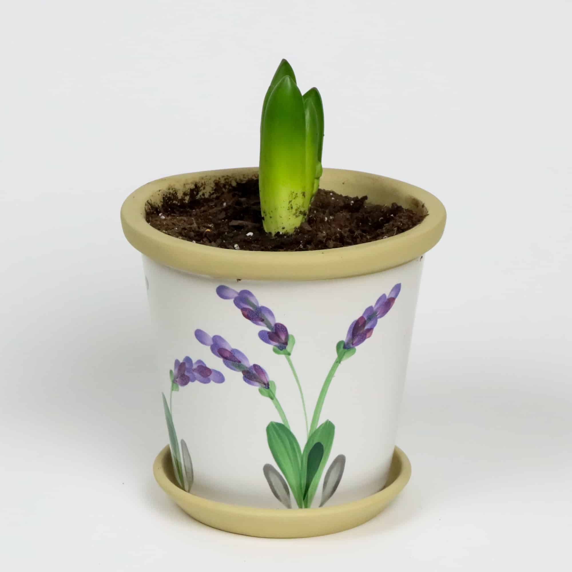 Lavender Flower Pot Bud