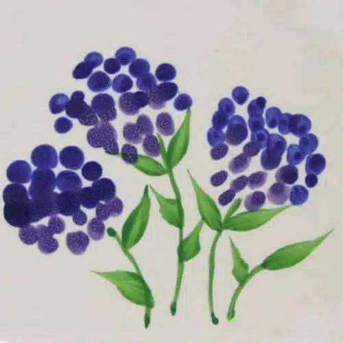 Hydrangea