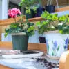 Stoneware Flower Pots