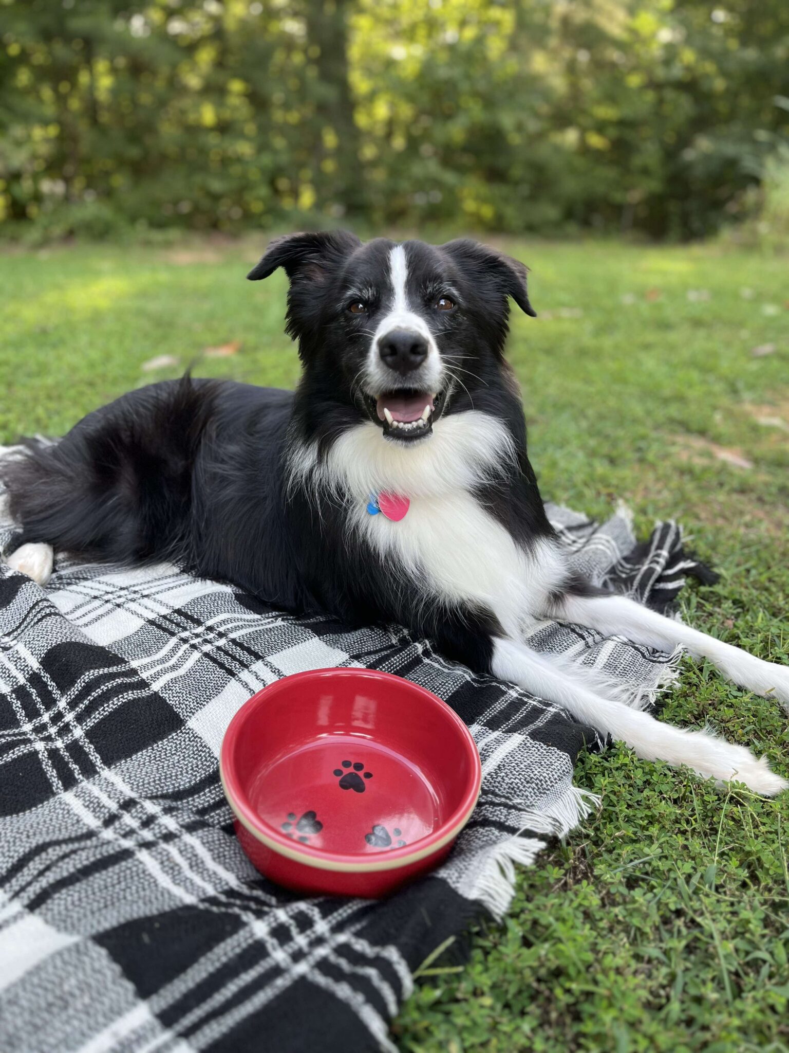 dog with red dog bowl